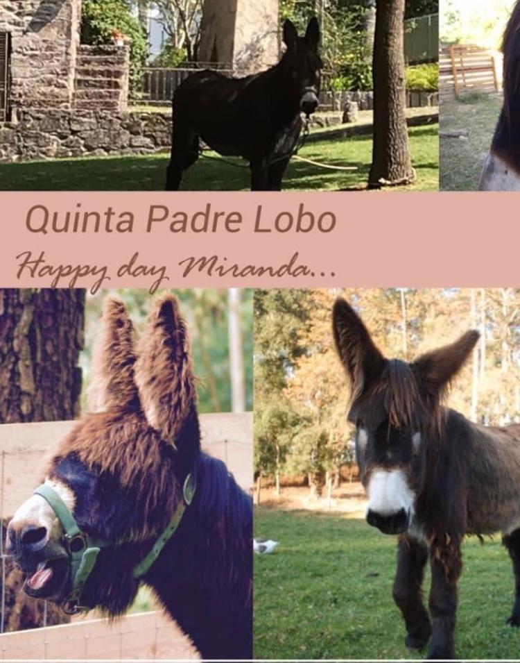 Quinta Padre Lobo Konuk evi Santa Maria da Feira Dış mekan fotoğraf