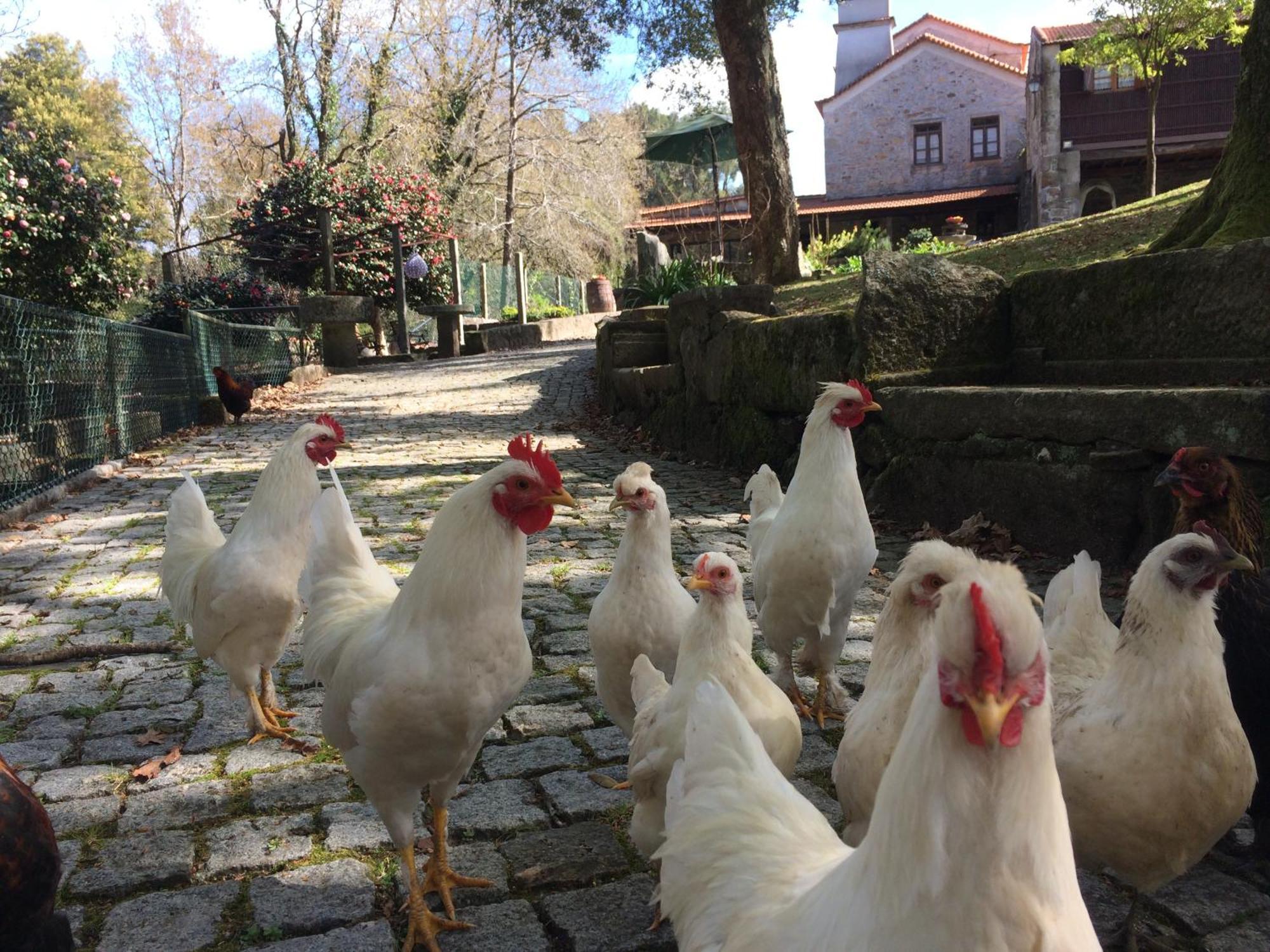Quinta Padre Lobo Konuk evi Santa Maria da Feira Dış mekan fotoğraf